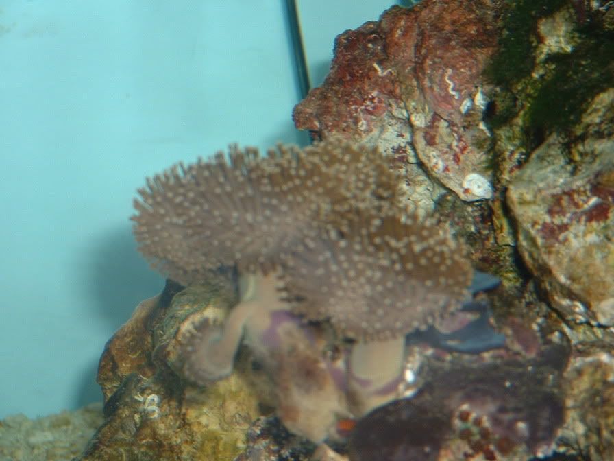 Mushroomcoral2.jpg