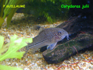 c.julii.jpg