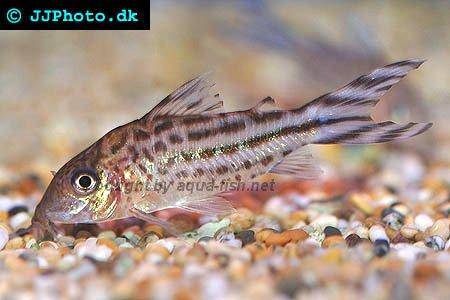 bannertail-corydoras-1.jpg