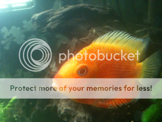 redspottedseverum3.png