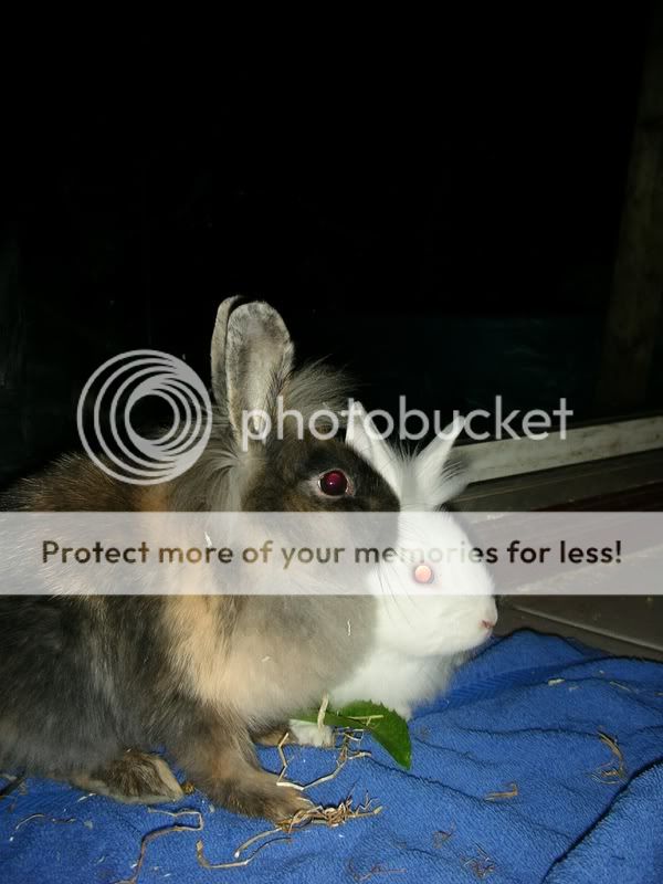 rabbits010.jpg