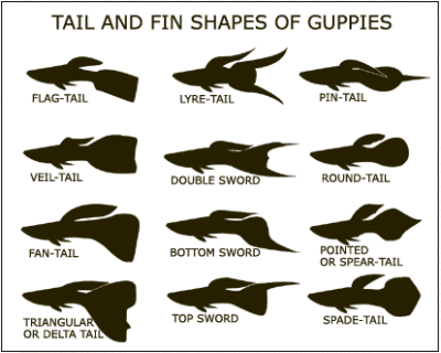 guppy_tails1_zps19321938.gif