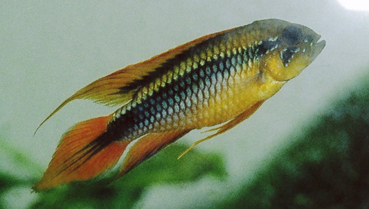 Apistogramma_Agassizii.jpg