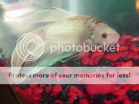 Fishies034.jpg