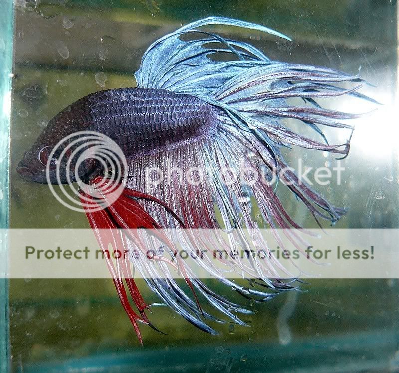 spikethebetta.jpg