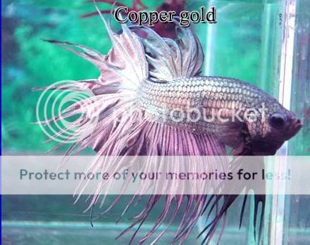 CopperGoldMale.jpg