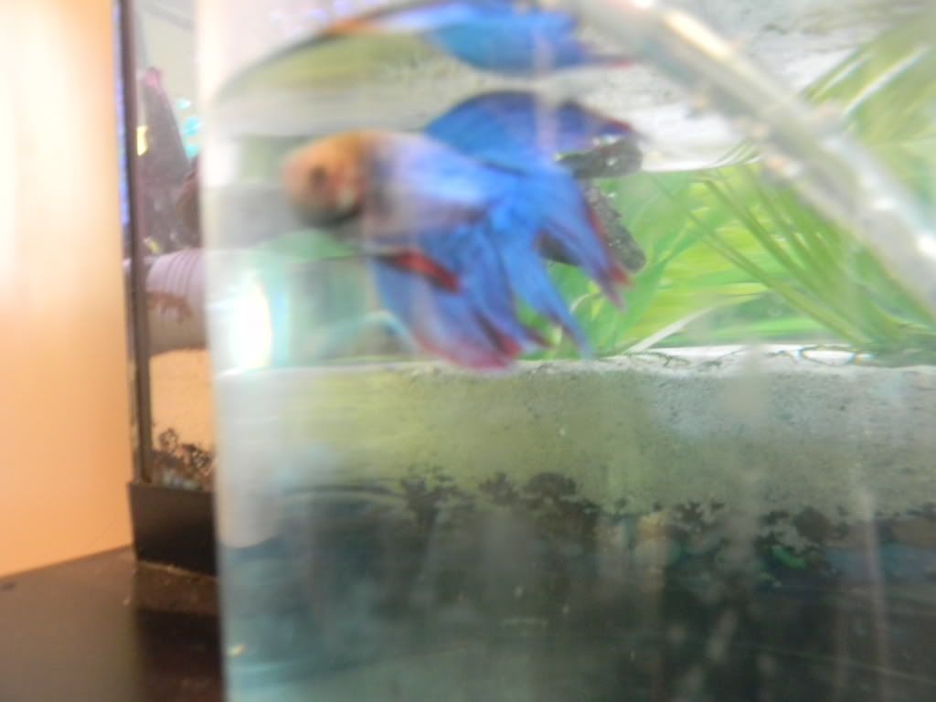 Betta004.jpg