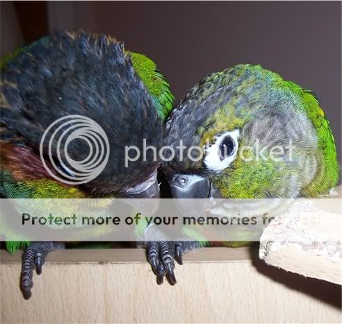 071105conures10.jpg