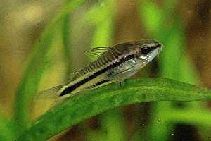 corydoras_pygmaeus.jpg