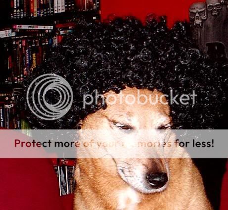 afrodog3.jpg