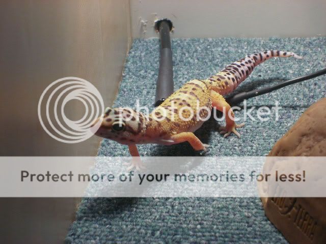 Gecko06.jpg