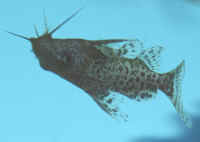 Synodontis_nigriventrisAQ.jpg