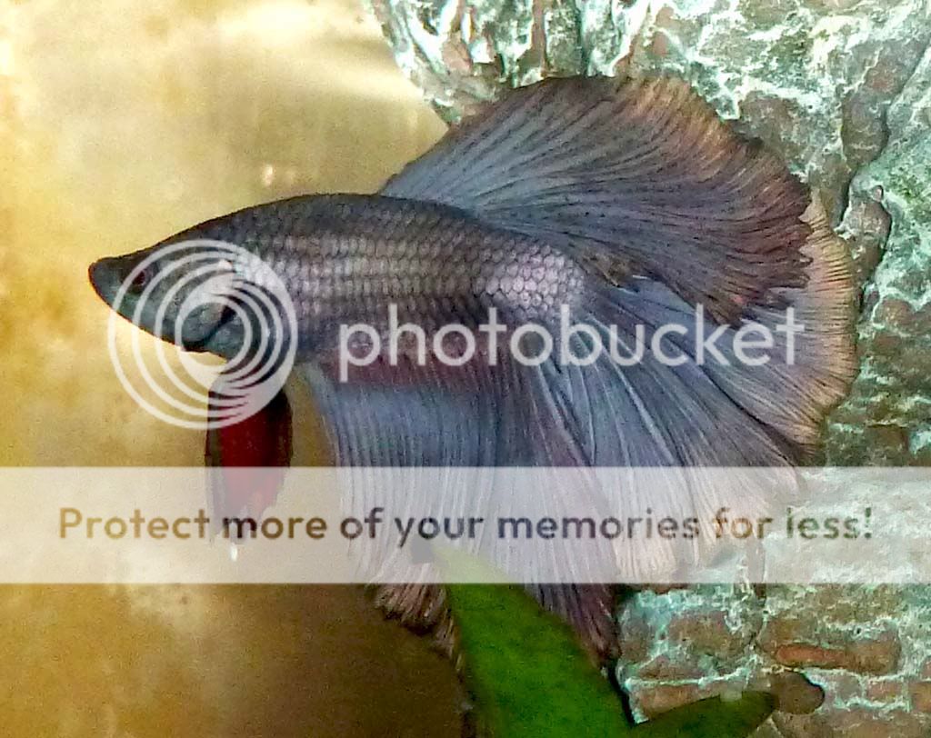 CopperHMBetta_zps2e0d410e.jpg