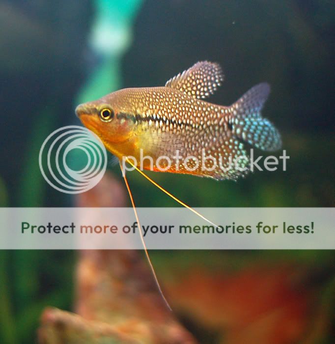 gourami_06.jpg