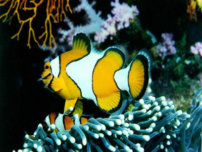 free-marine-fish-screensaver.jpg