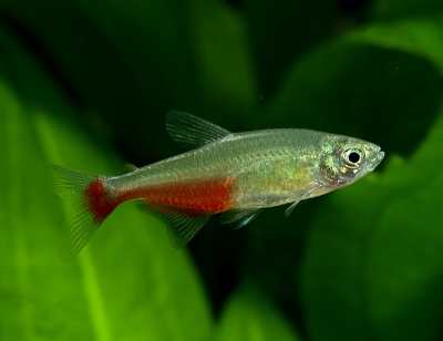 GreenFireTetra7.jpg