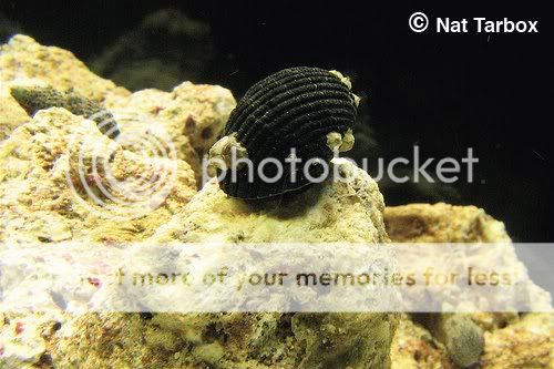 nerite-snail-2.jpg