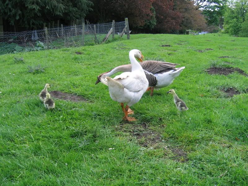 goslings003.jpg