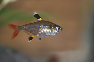 pristella_tetra1.jpg