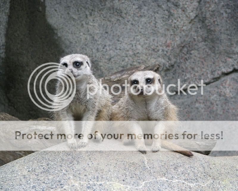 Meerkats.jpg