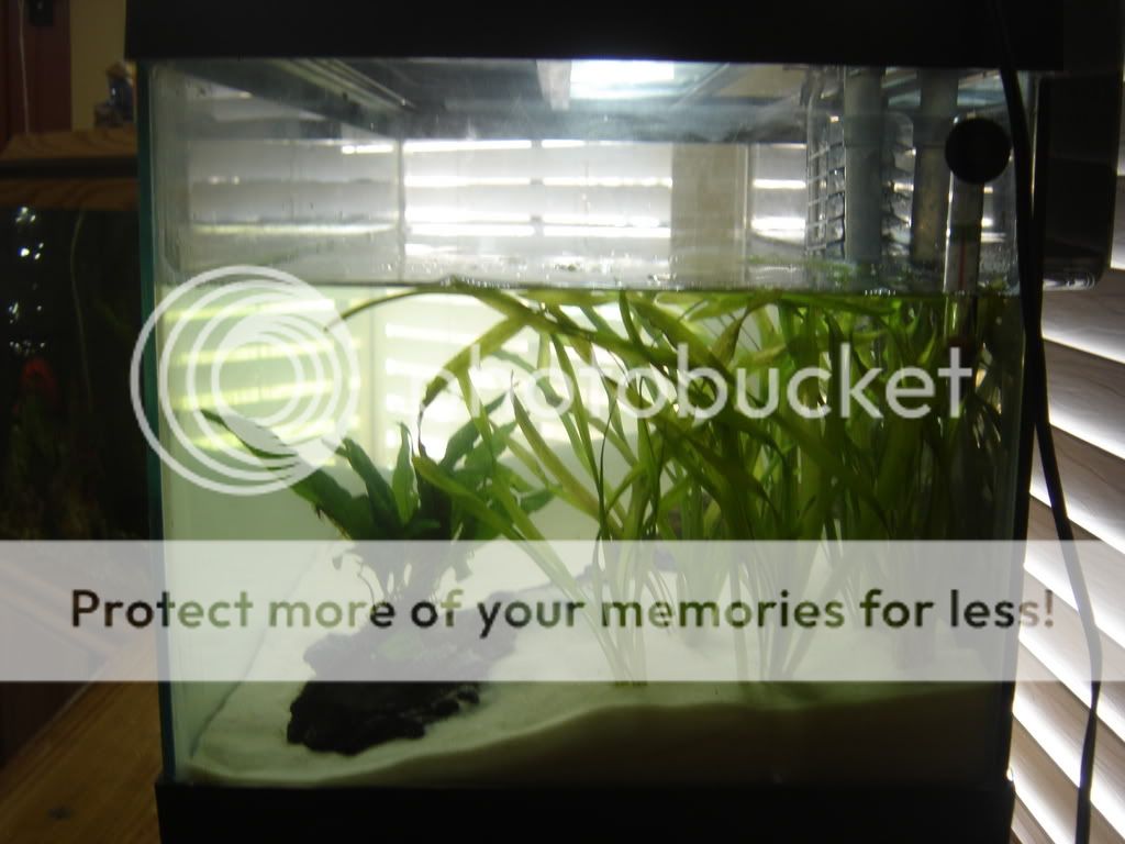 progessof20gallon013.jpg