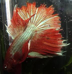 bettas068.jpg