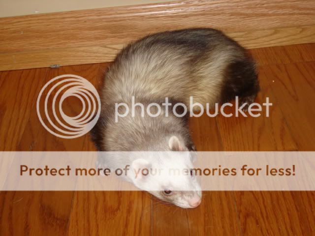 ferrets038-1.jpg