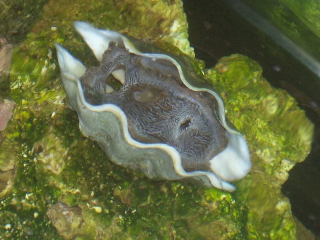 clam001.jpg