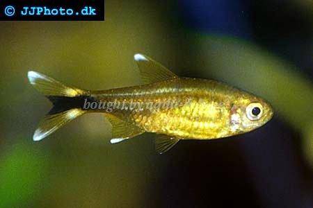 silver-tipped-tetra-3.jpg