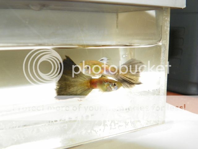 Guppies038.jpg