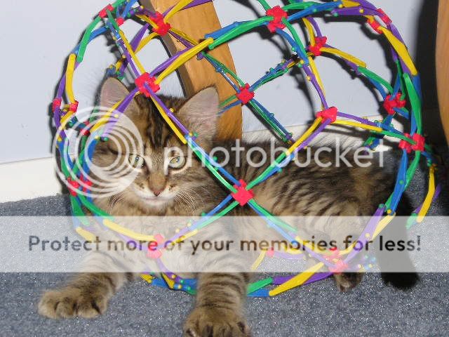 Catballfun011.jpg