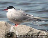 2001-11-arctic-tern-dh.jpg