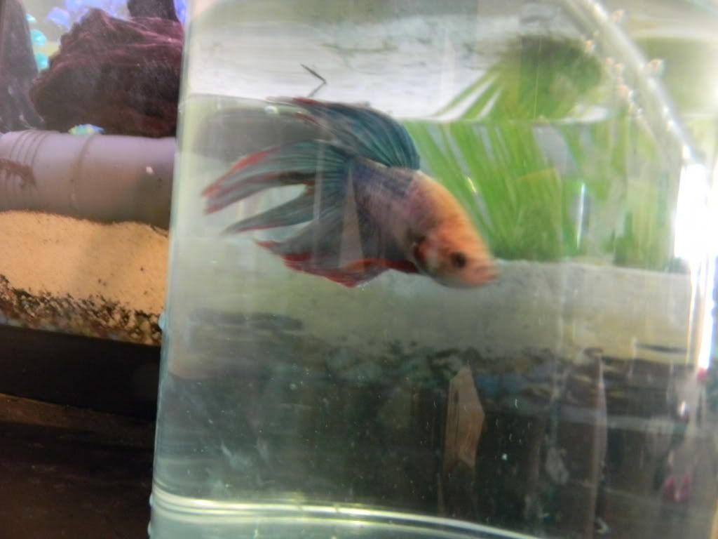 Betta002.jpg