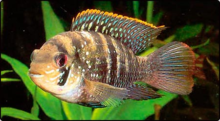 1120_blue_acara.jpg