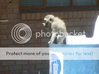 Monkeys009.jpg