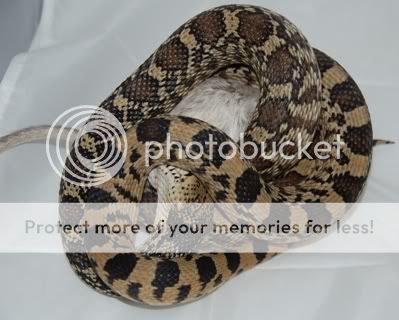 bullsnake1.jpg