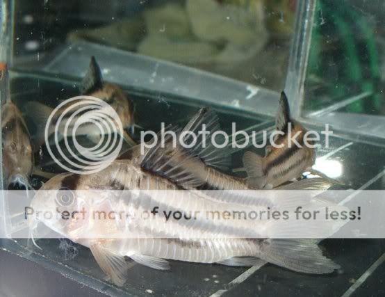 CorydorasAxelrodi.jpg