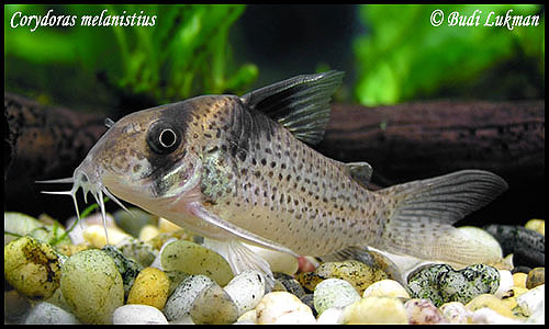 corydoras-melanistius.jpeg