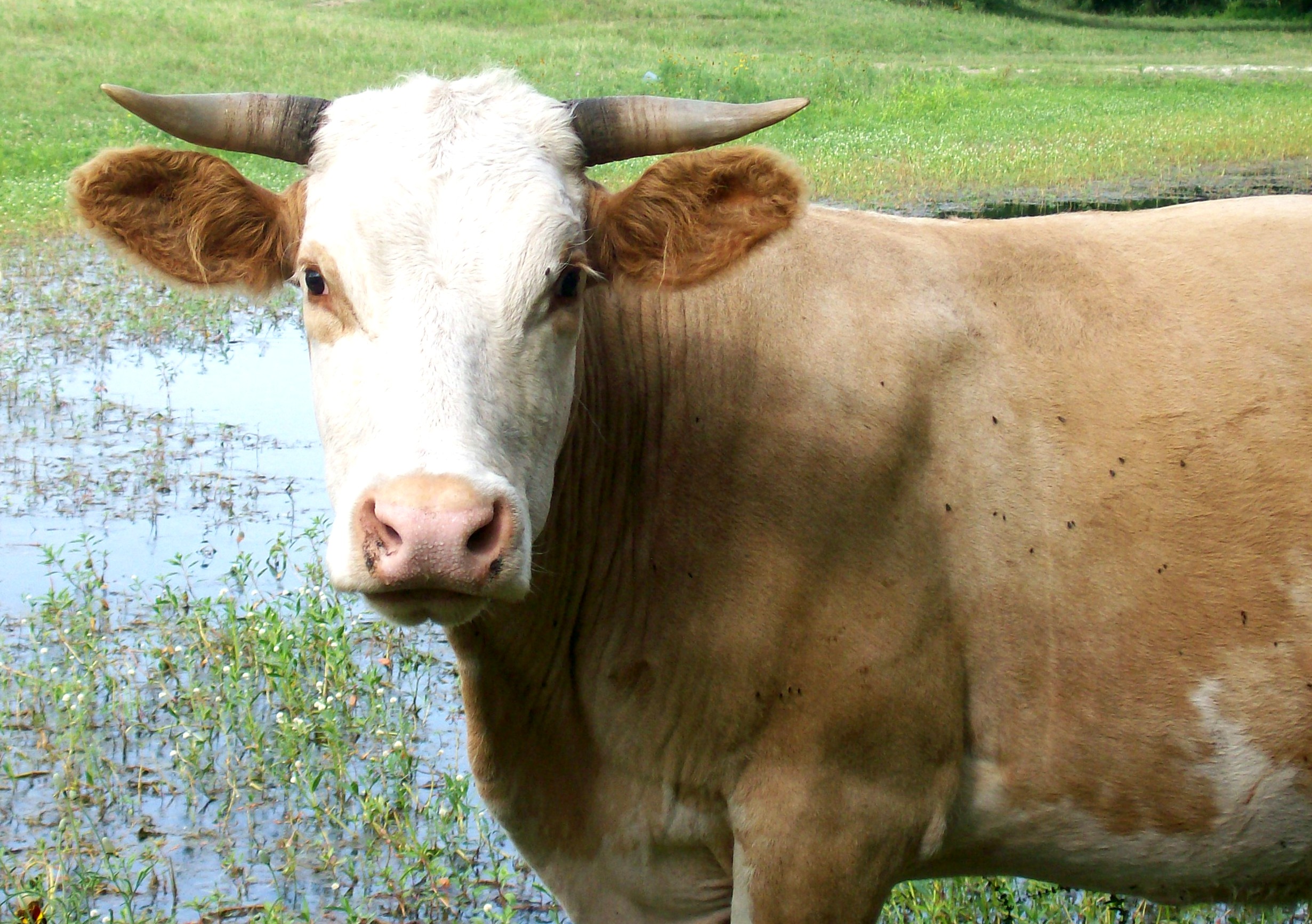 Portrait_of_The_Pied__Gold_Cow_by_caroro_stock.jpg