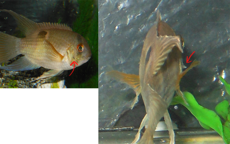 sickcichlid.jpg