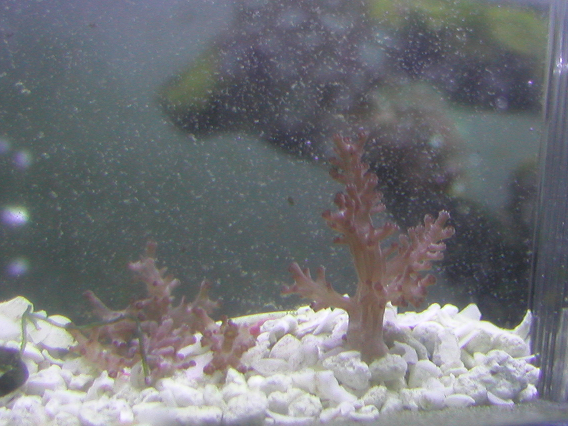 tree_coral_frag1.png