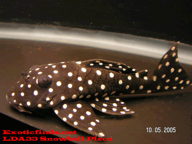 lad33-snowball-pleco.gif