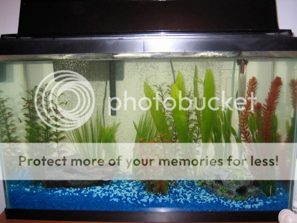 FishTank001.jpg