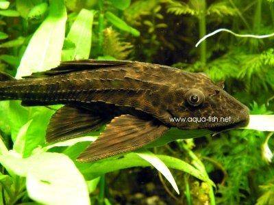 spotted-sailfin-pleco-profile.jpg