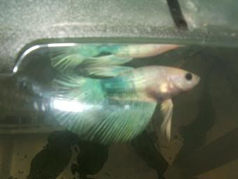 bettas600.jpg