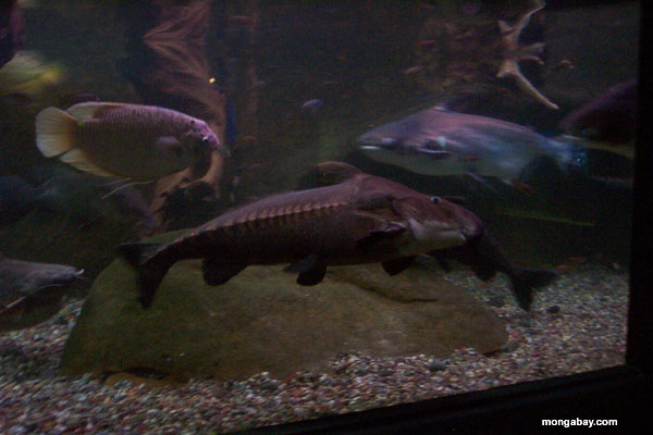 giant_amazon_catfish.jpg