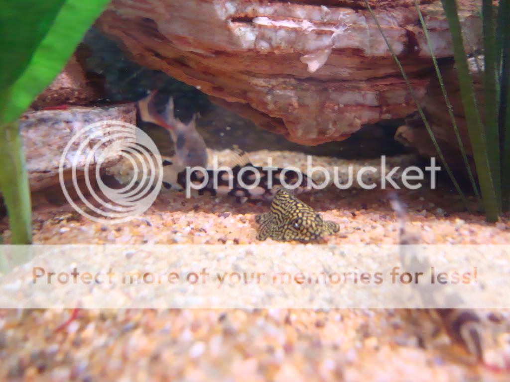 hillstreamloachandpolkadotloach.jpg