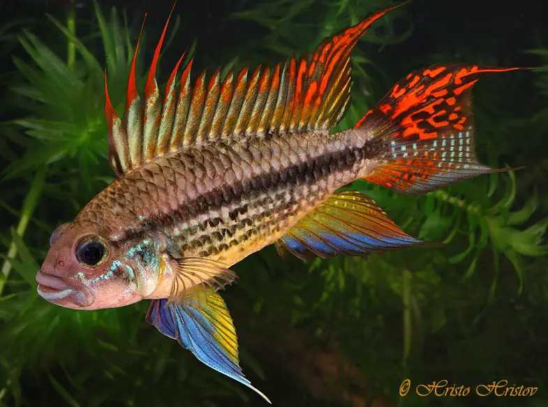 Apistogramma-Cacatuoides-Super-Red.jpg