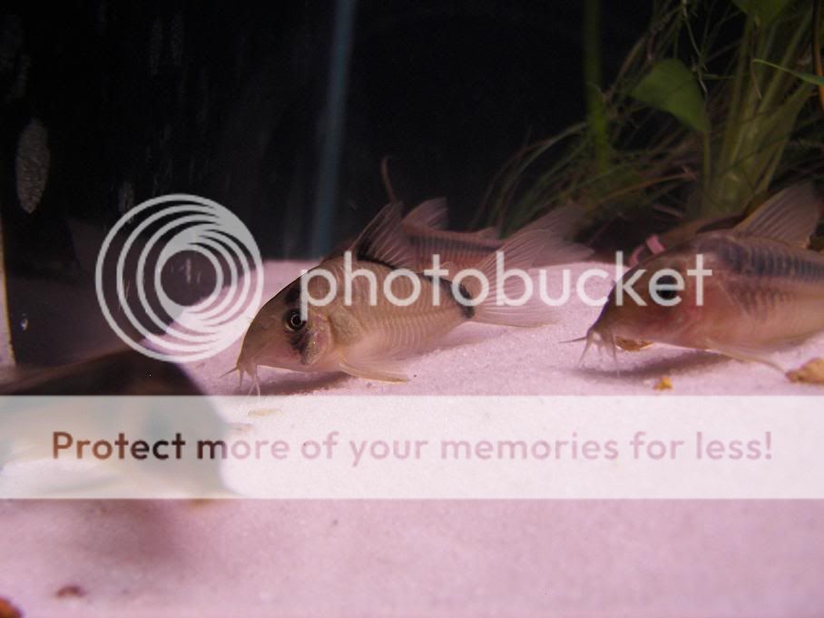 corydoras_metae.jpg