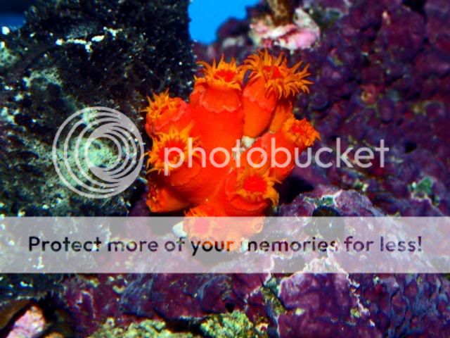 2009_0901Reef0022.jpg